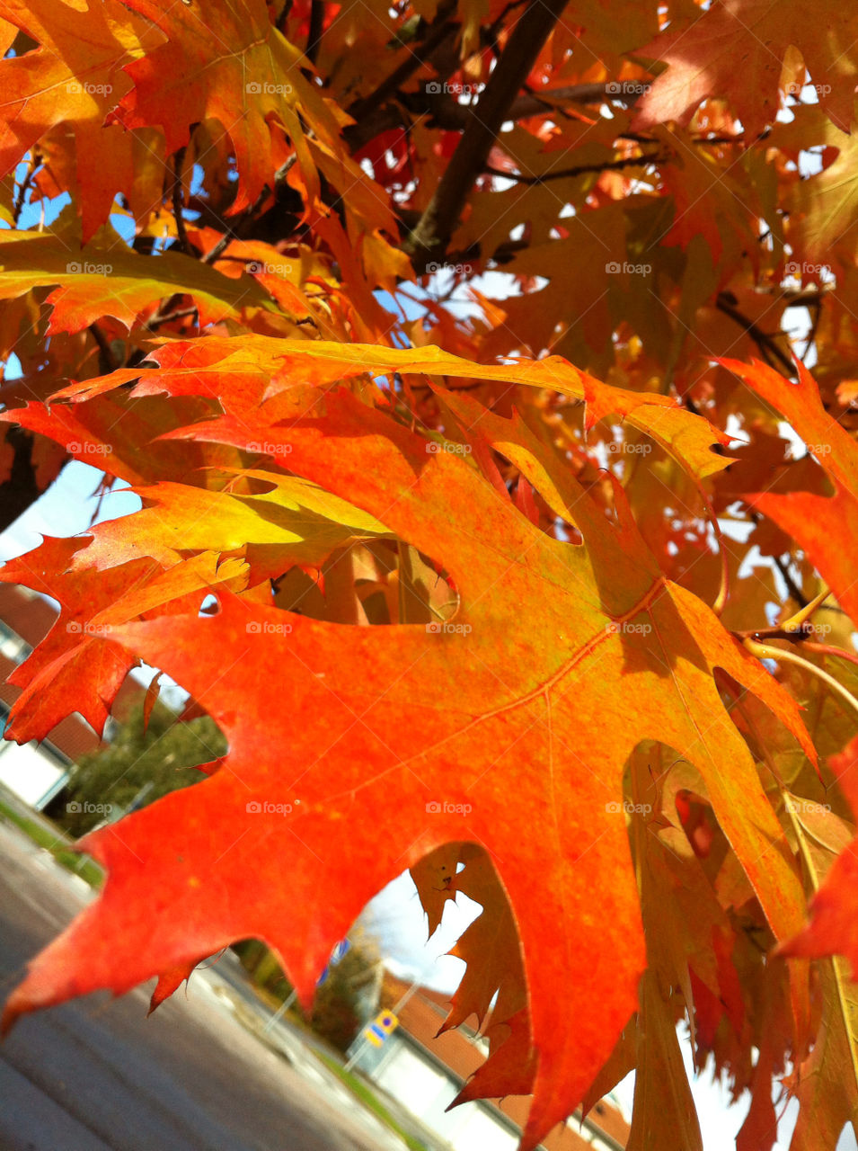 macro close orange leaf by ingalena
