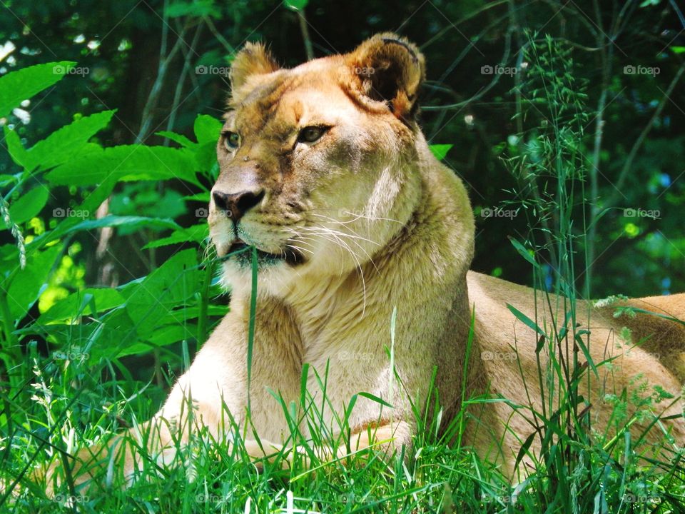 lioness stare
