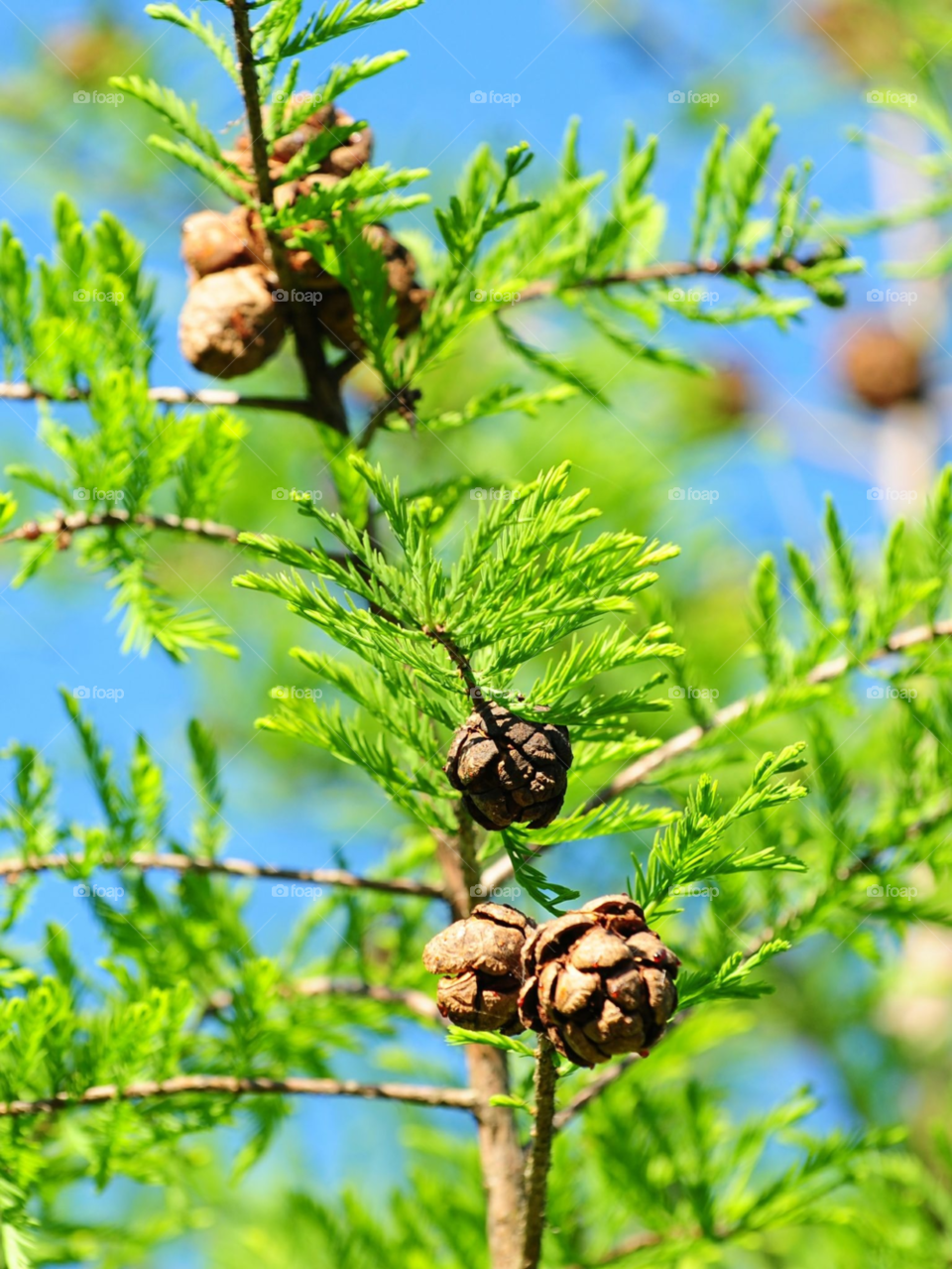 cypress cypress tree cypress tree balls cypress balls by lightanddrawing