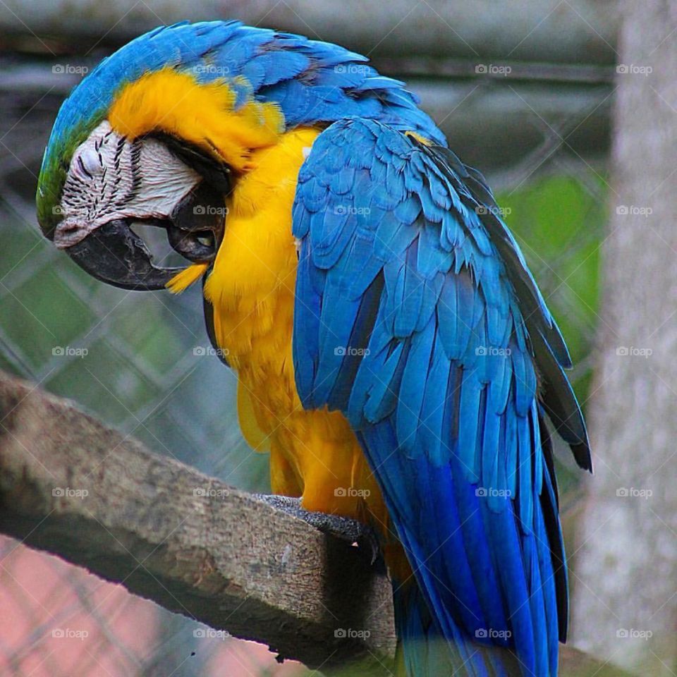 Macaw Bird
