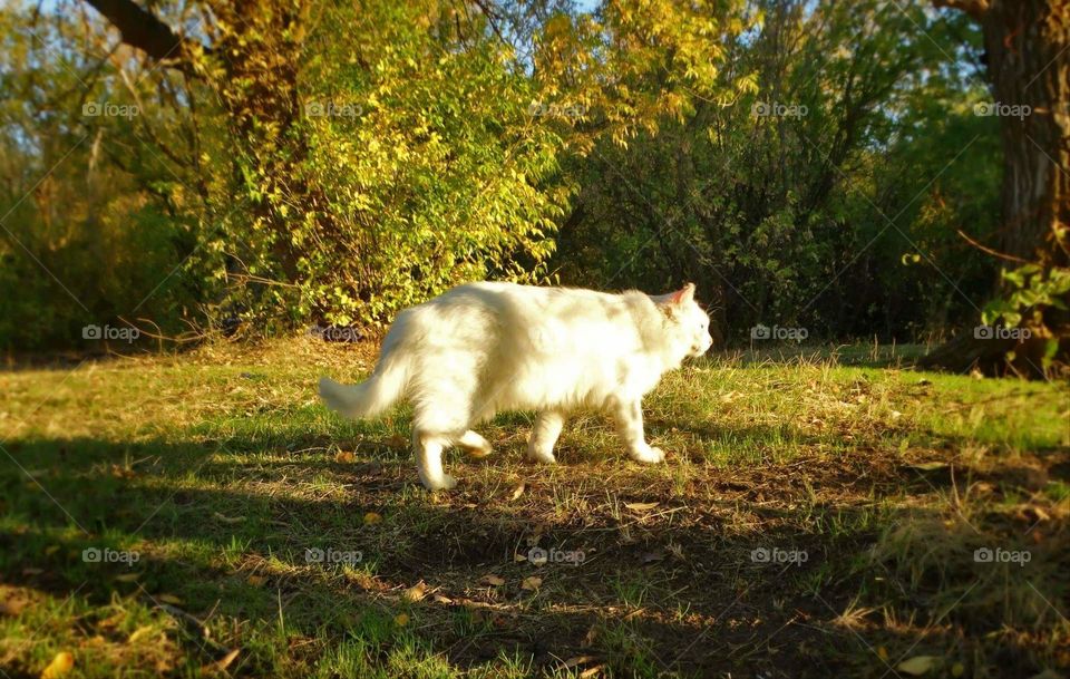 Beautiful White cat in a forest