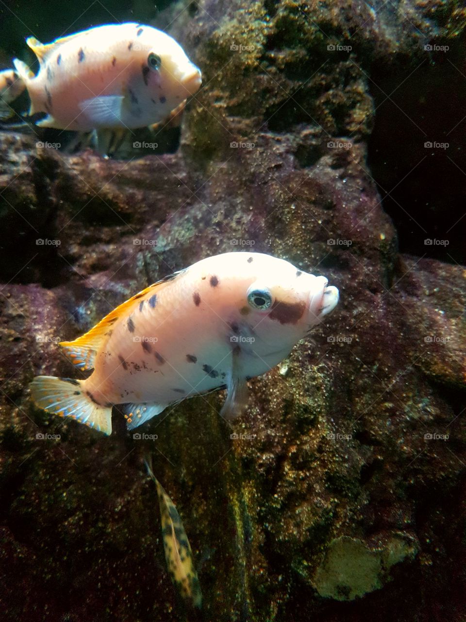 Two orange fishes swimming in aquarium