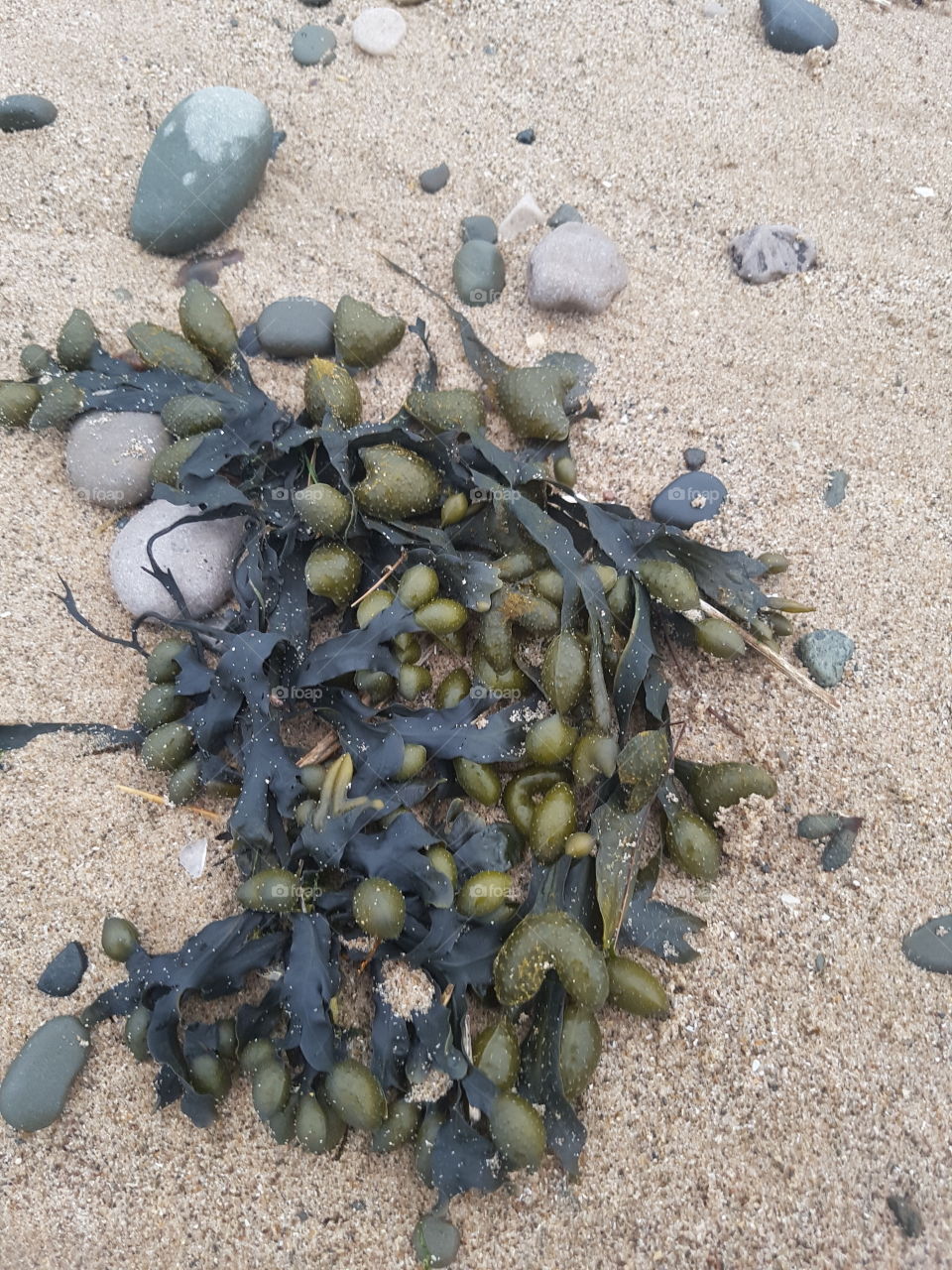 seaweed on the sand , green bubbles pebbles sand