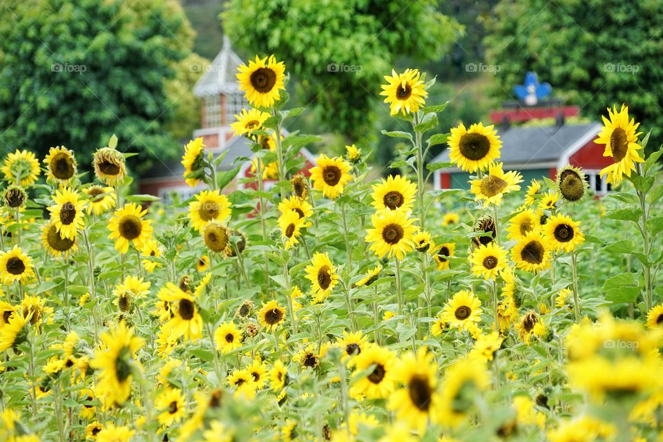 Brilliant Sunflowers 