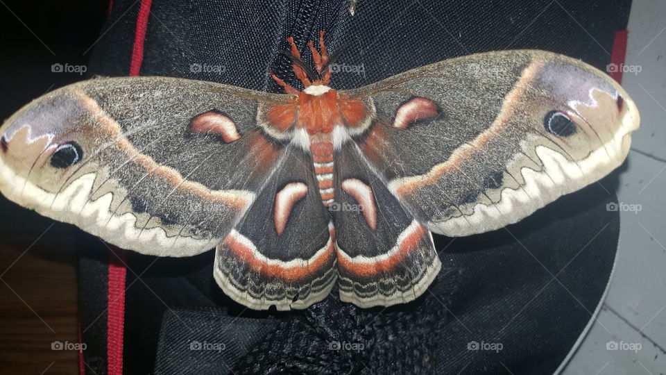 United States largest Silk Moth
Right before she laid her eggs