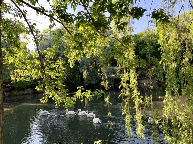pelicans at the pond