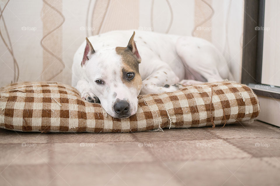dog resting on a pillow
