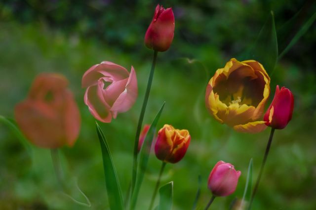 Dutch tulips in the garden, flowers in a field, grass, spring vibes, lente, colorful bouquet flowers in nature, double exposure