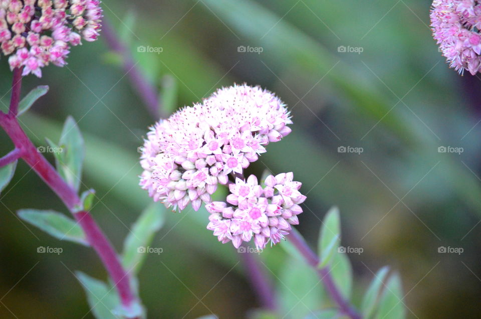 Sweet pink flowers