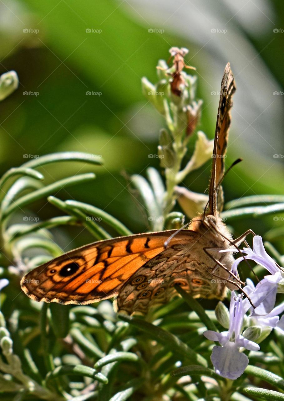 butterfly in the sunlight