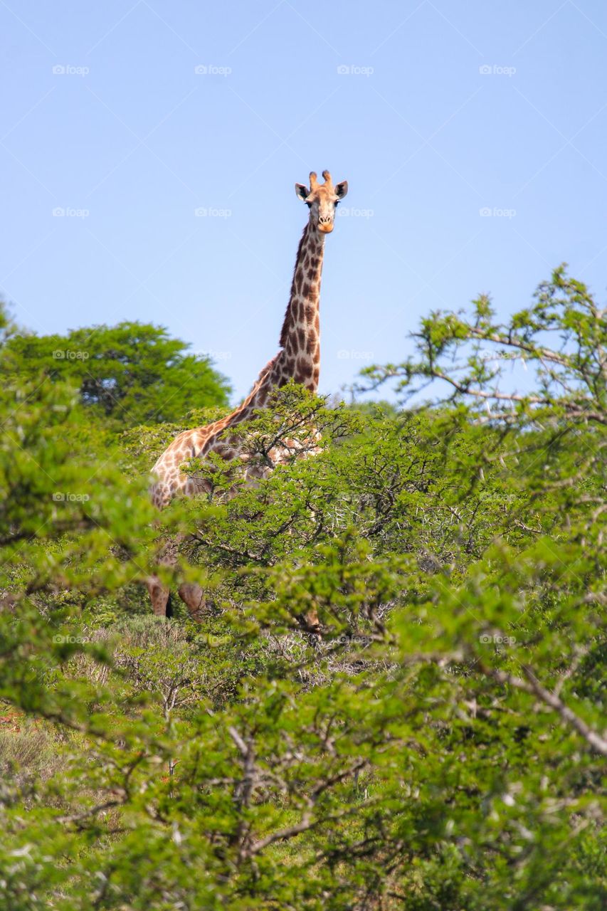 Single giraffe in the bushes