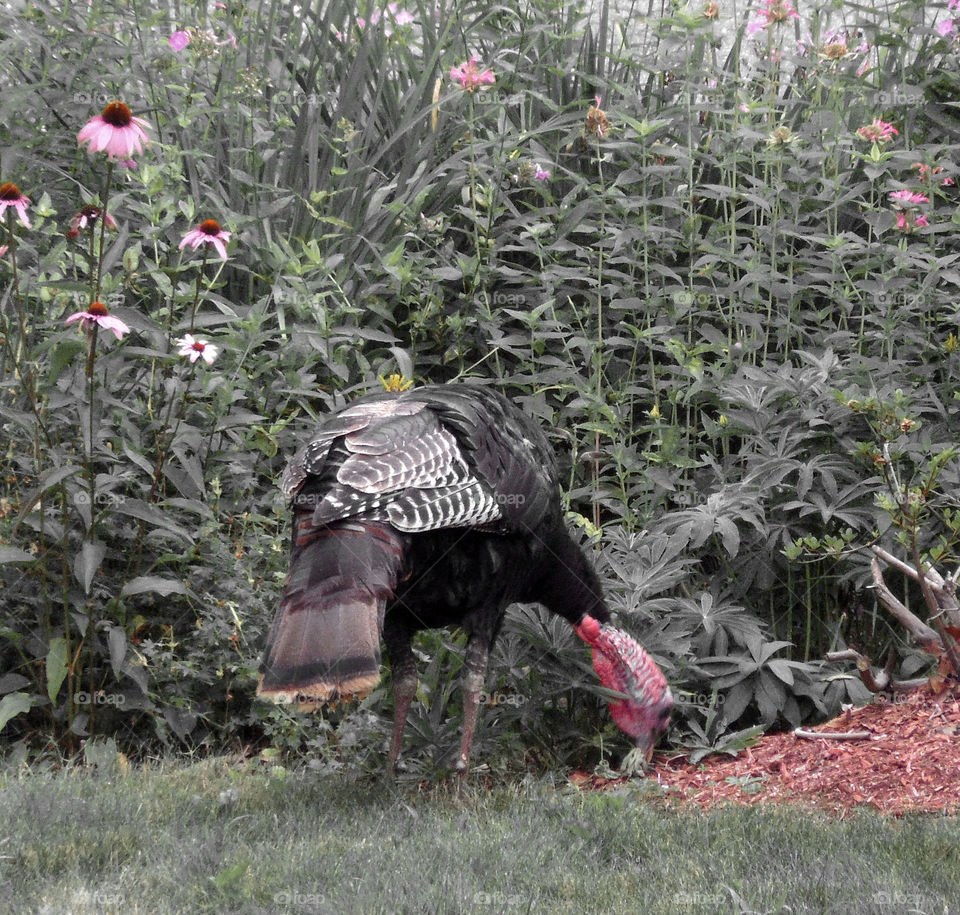 Turkey in summer. Turkey front yard