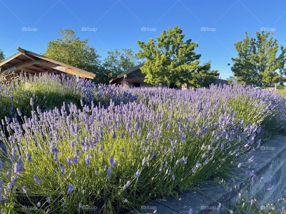 Lavender field in bloom 