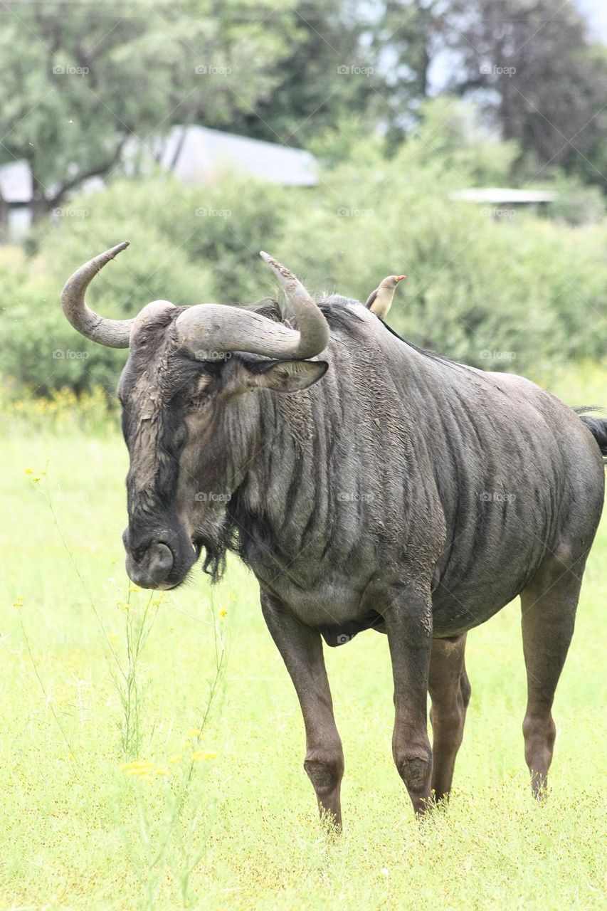 bluewildebeest in the grassland