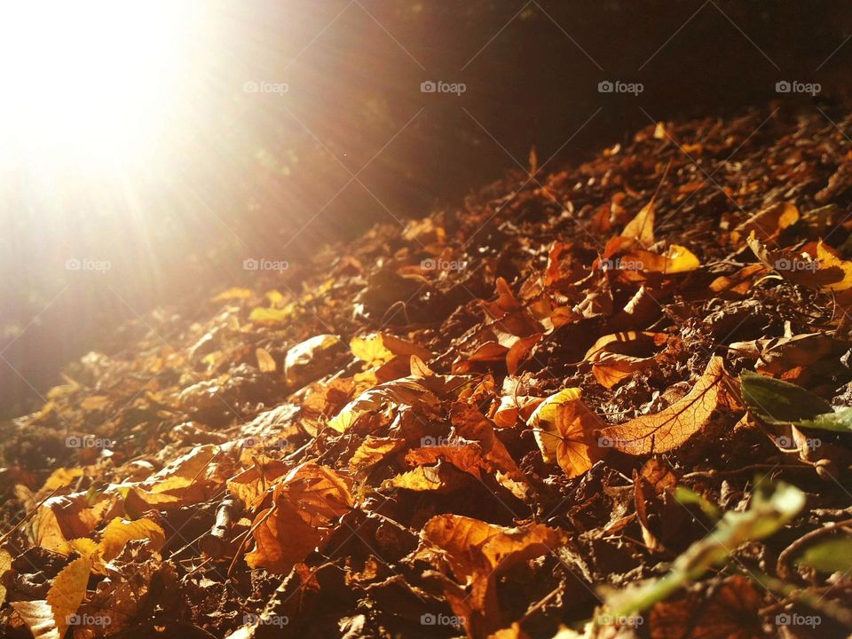 Colorful leaves in the autumn. Autumn season colours