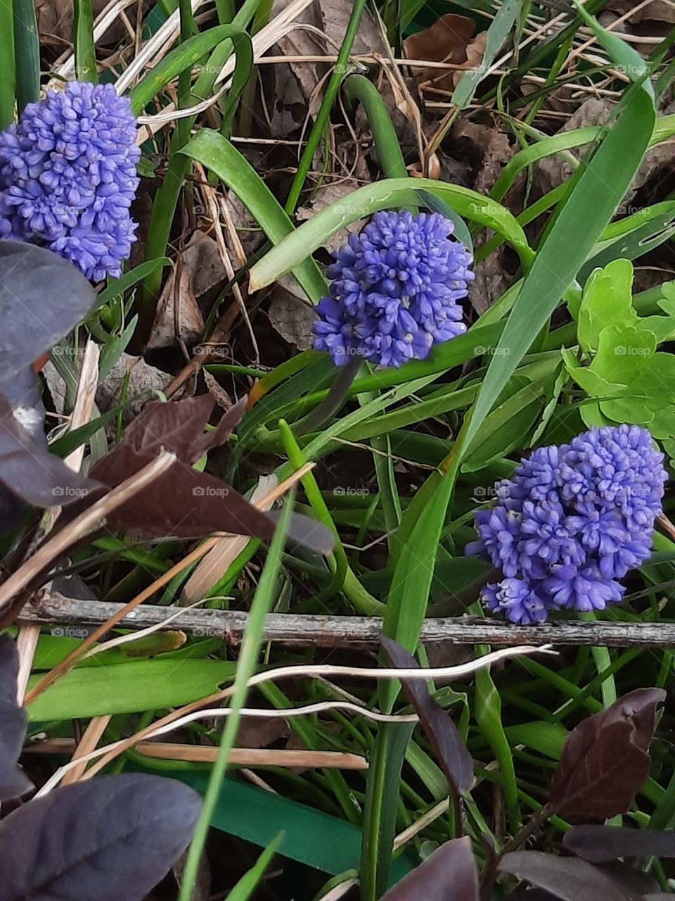 three blue flowers of sapphire in the evening