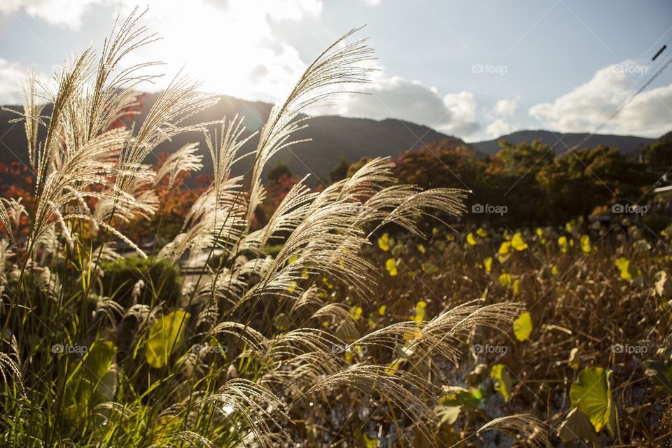 Sunny field 