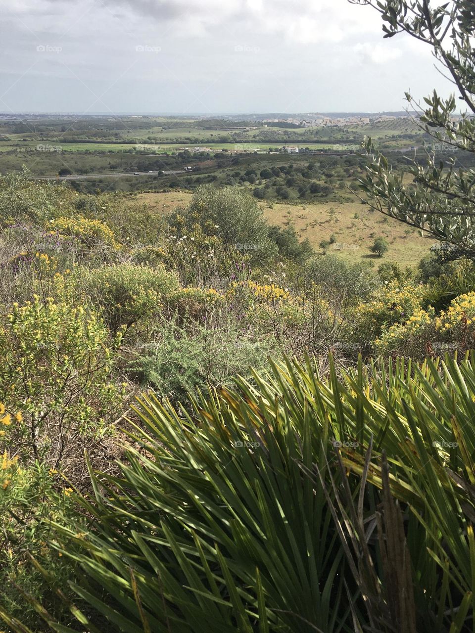 Sunny countryside in spring