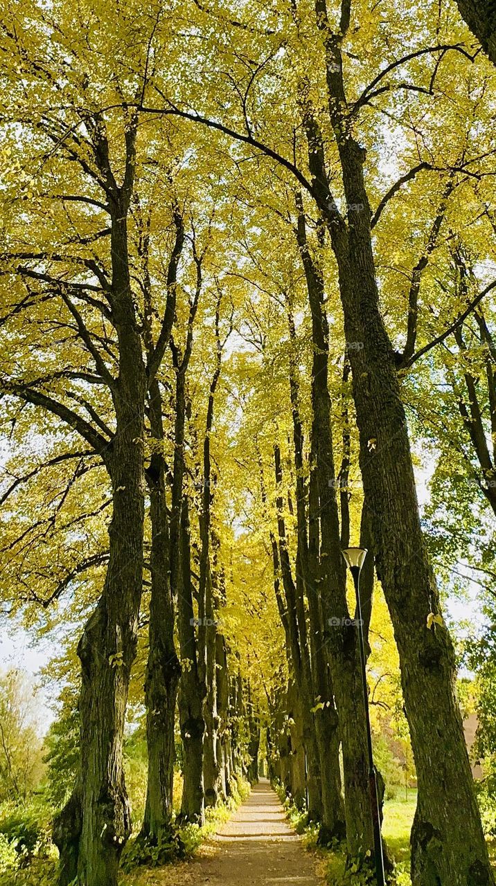 Forest in the fall with leaves in yellow, two parallel lines of trees