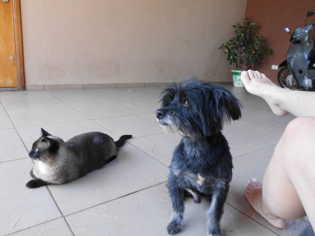 dog & cat friend