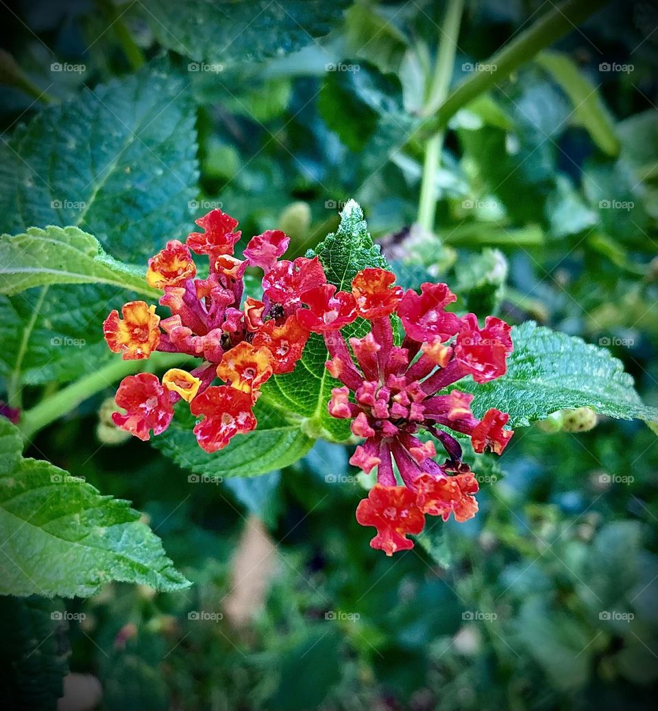 🌹 🇺🇸 Very beautiful flowers to brighten our day.  Live nature and its beauty. Did you like the delicate petals? / 🇧🇷 Flores muito bonitas para alegrar nosso dia. Viva a natureza e sua beleza. Gostaram das pétalas delicadas? 