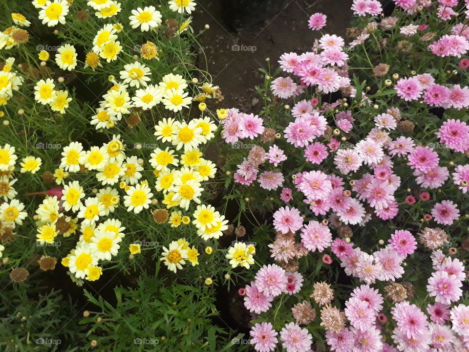yellow and pink flowers together