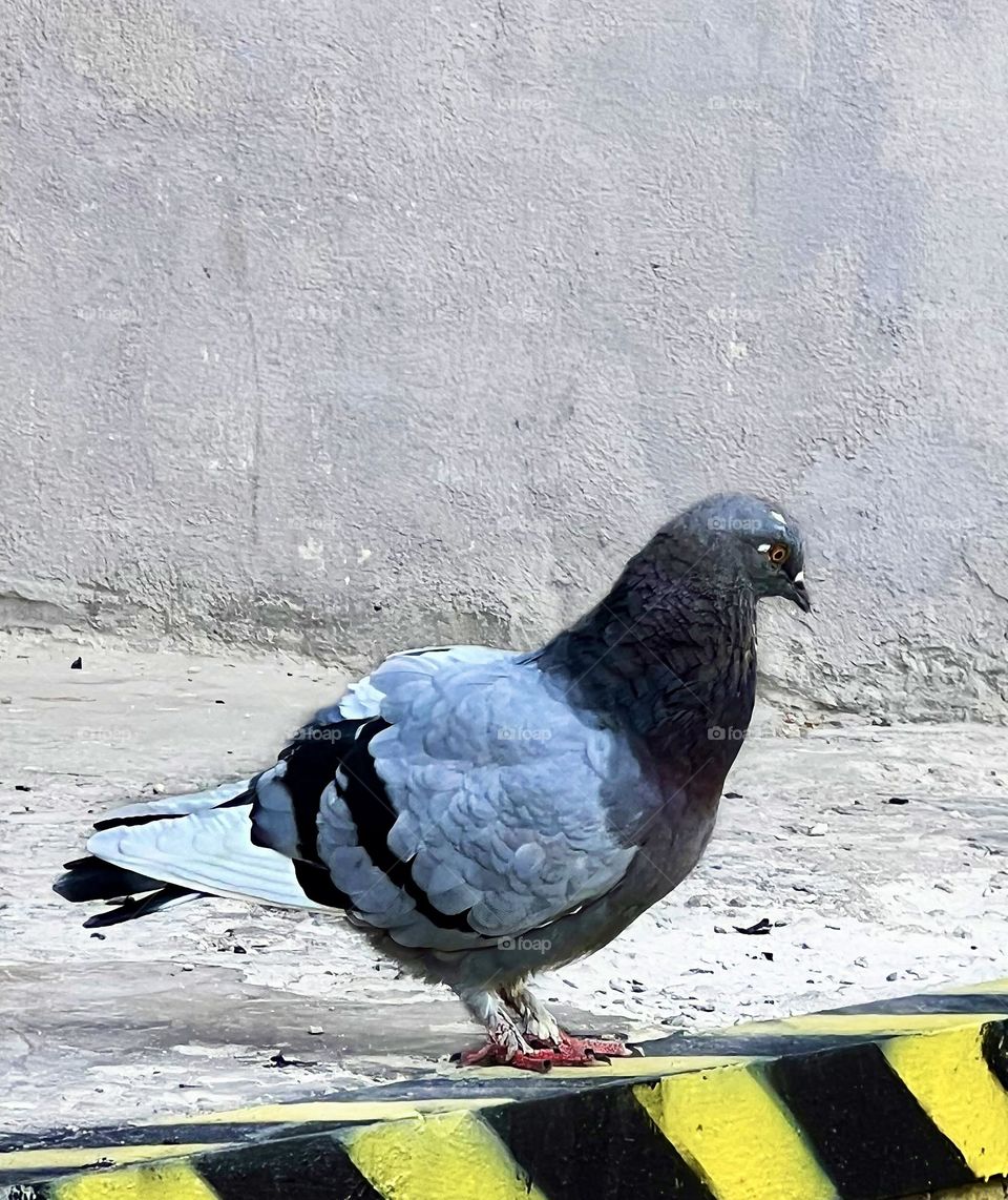 City pigeon captured in close-up