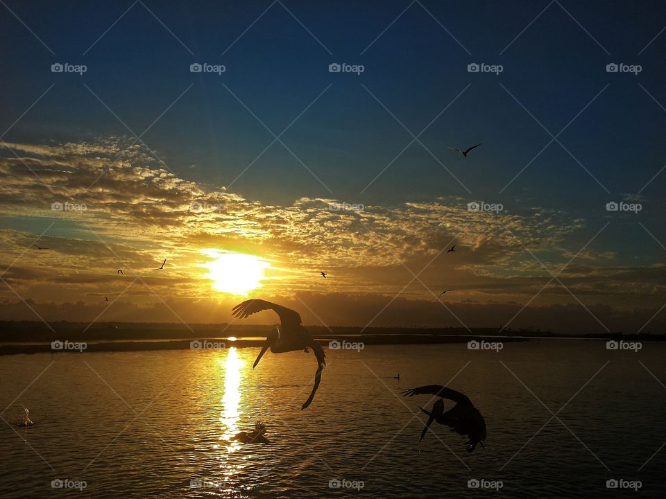 Sunrise and California Brown Pelicans