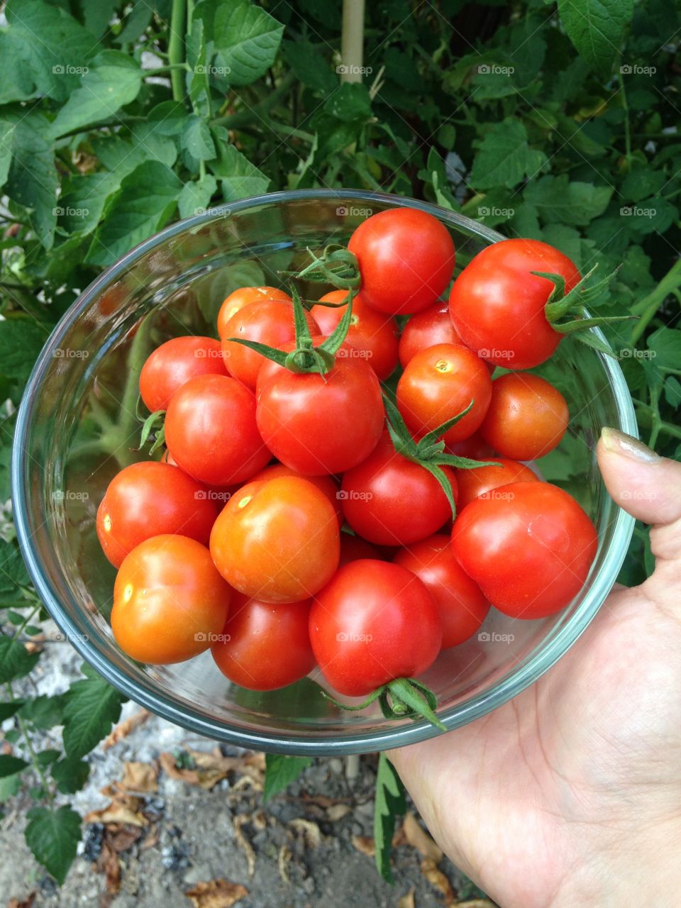 Bowl full of fresh pick tomatoes 