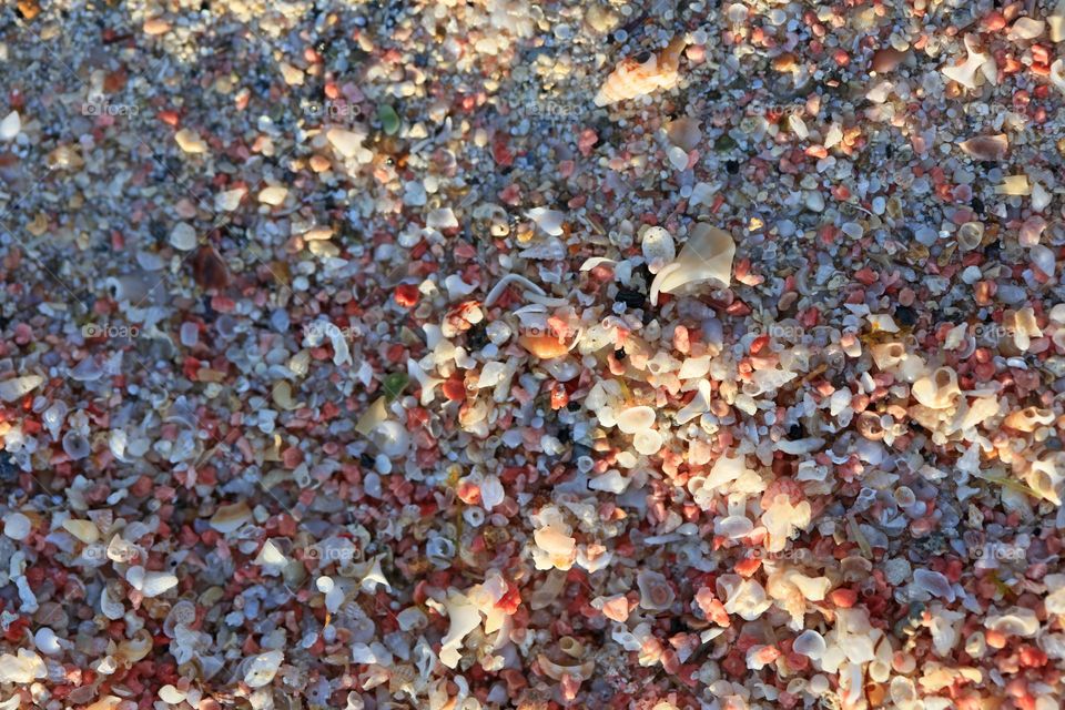 Small baby shells on Elafonissi beach Creta island Greece summer holidays seascape wildlife amazing nature therapy wonderful day hustling daydreaming naturalism macro microcosmos super Kreta land beauty sea life