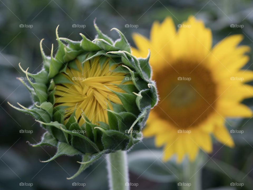 Sunflowers