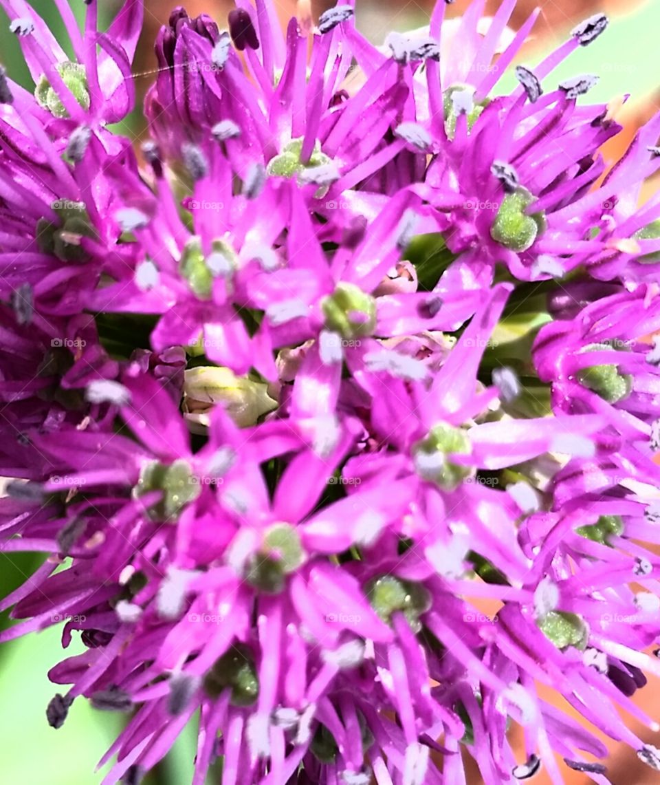 flower, up close. A close up of a purple flower 