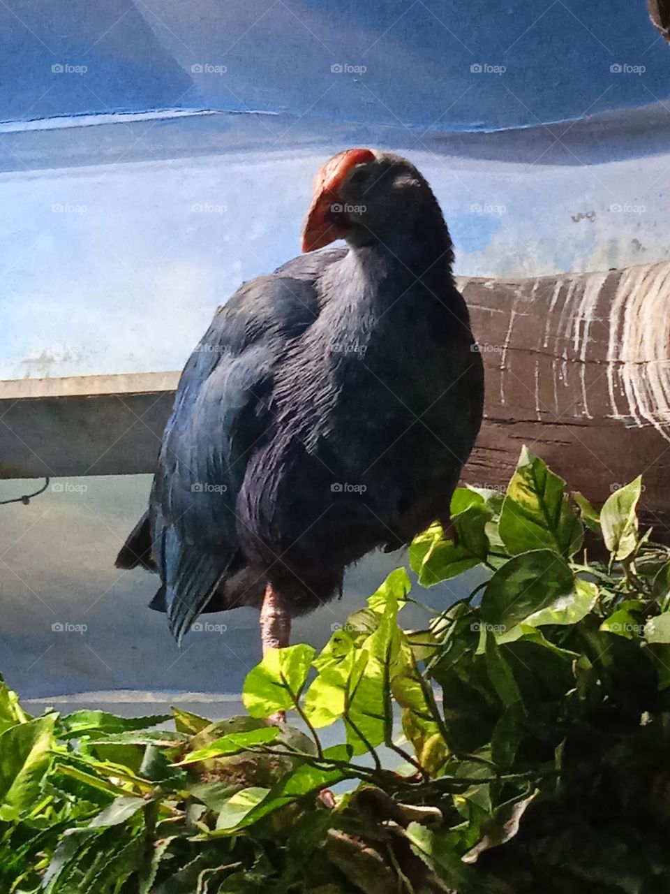 Beautiful bird in Krasnogorsk