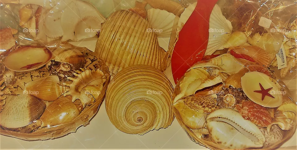 shell