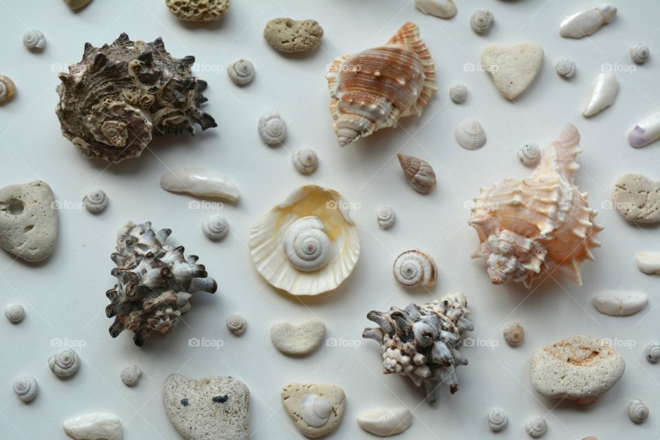 Seashell, Collection, Shell, Desktop, Decoration