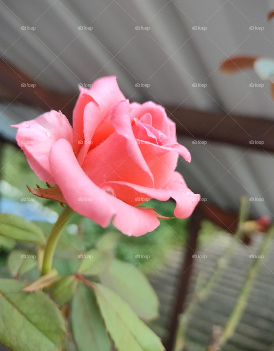 pink rose