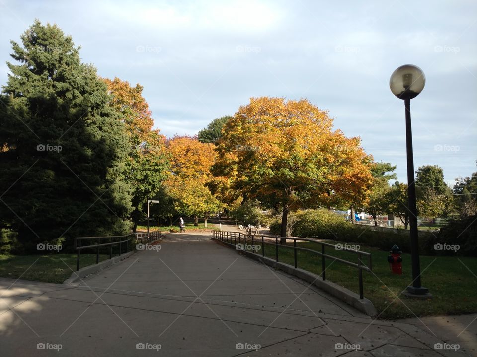 Trees changing colors during fall stroll