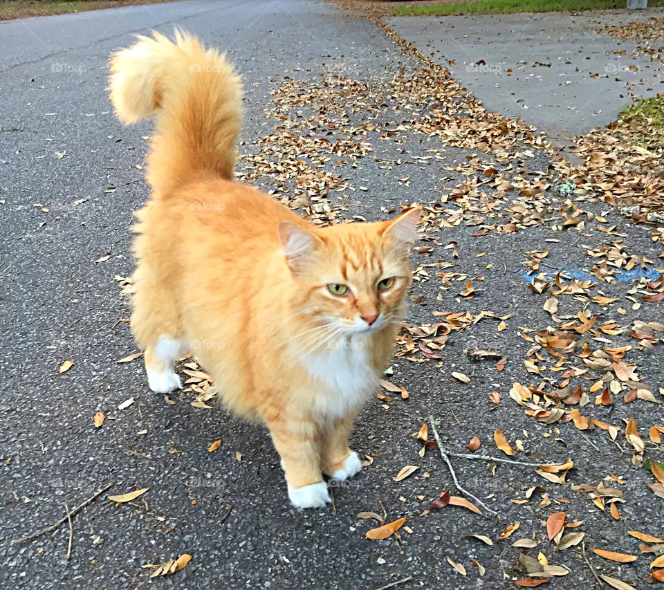 Yellow cat