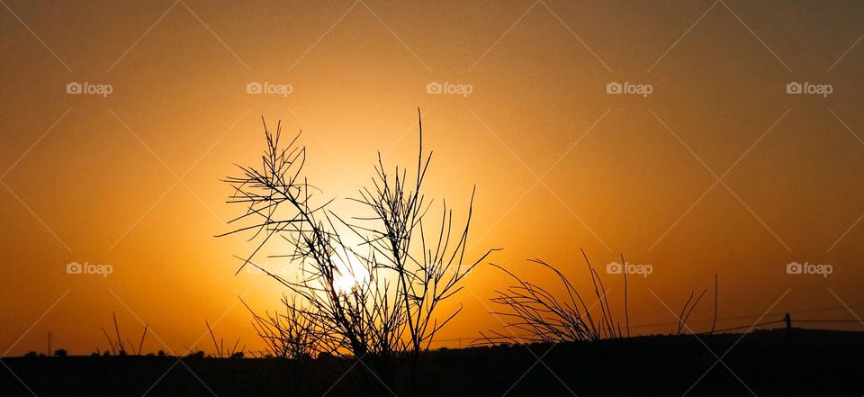 Magic sunset and beautiful leaves of a tree.