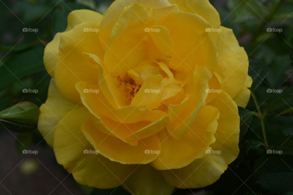 Yellow rose in a rose garden
