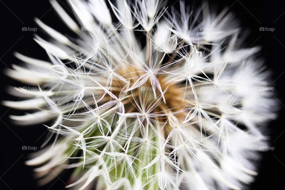 Dried dandelions