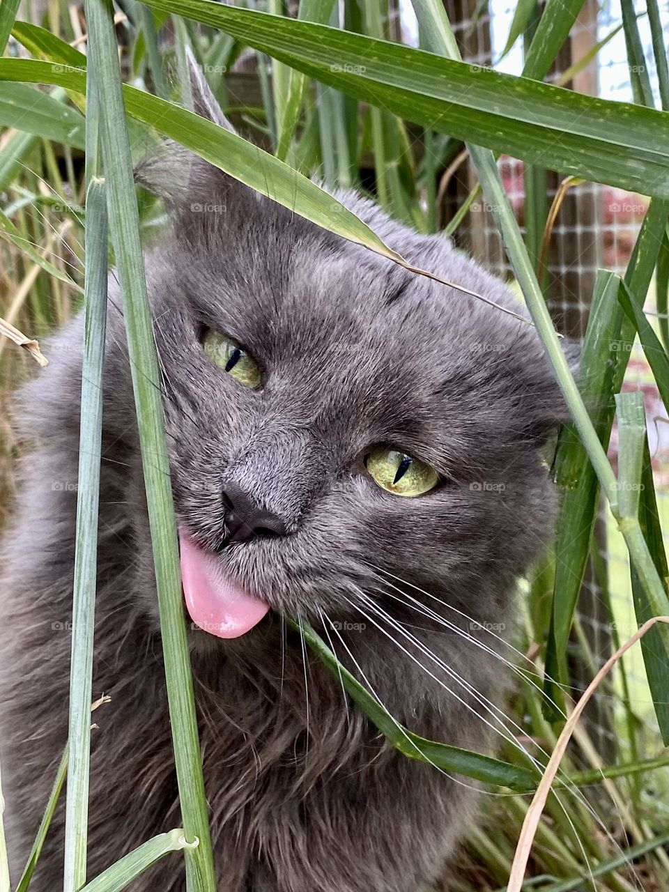 A grey cat making a funny face while eating grass