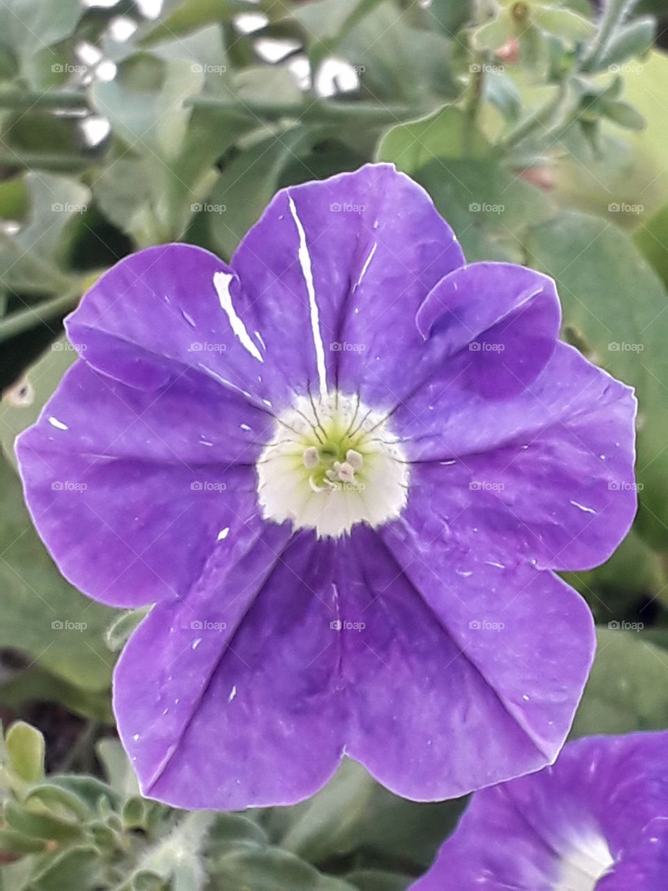 violet flower