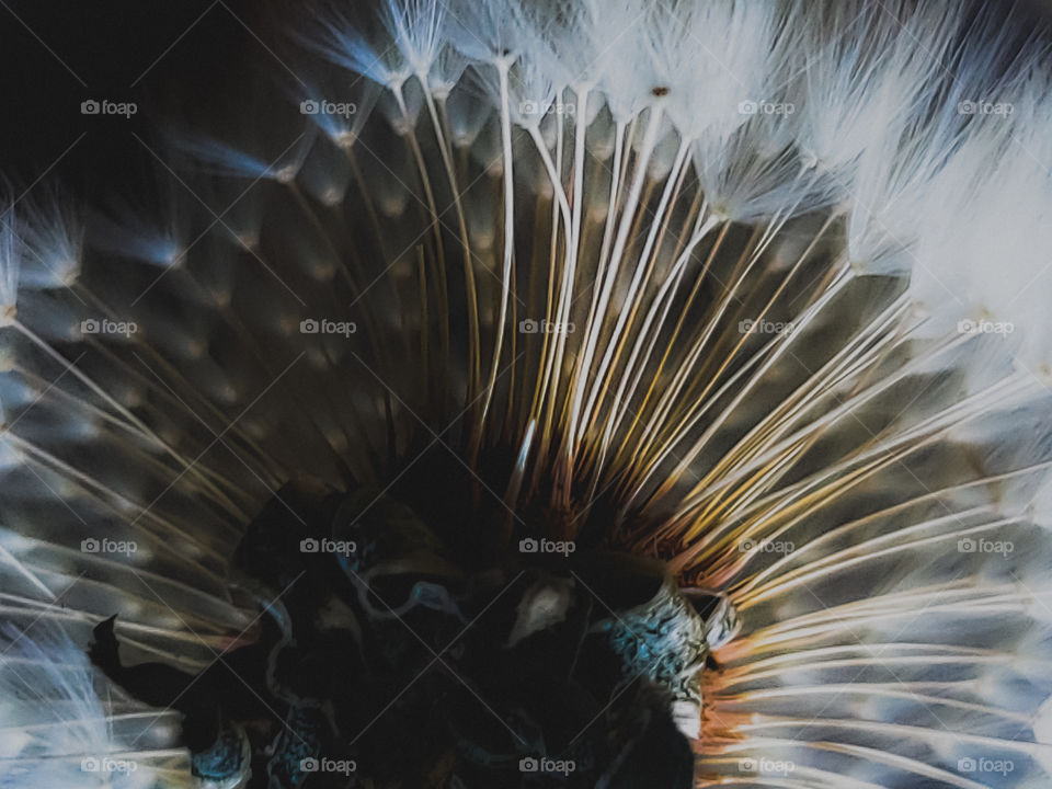 Abstract nature- closeup of the beautiful natural design and texture of the seeds of a wildflower.