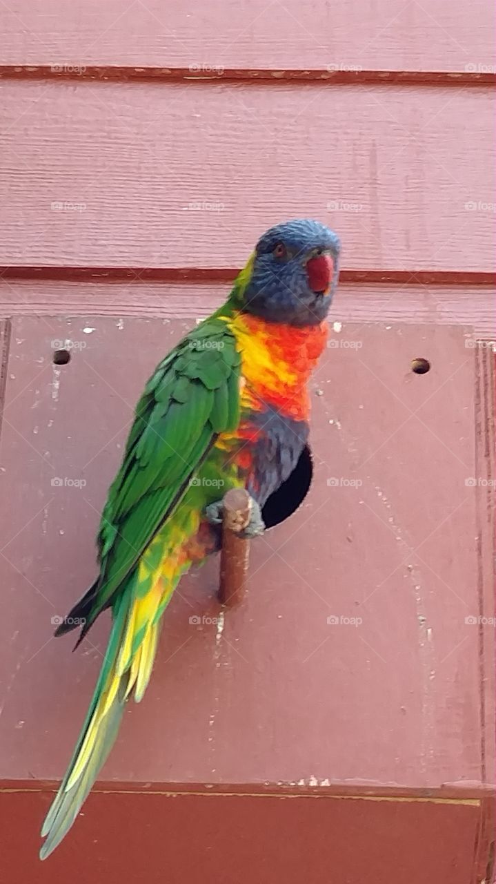 Bird, Parrot, Feather, No Person, Color
