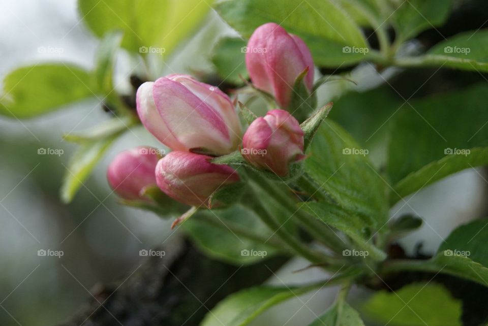 Spring flowers