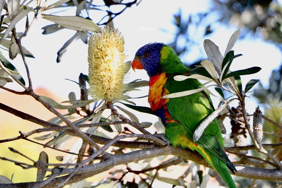 Parrot is one of my favourite birds it’s a special their Lovely wings and eyes so much beautiful 