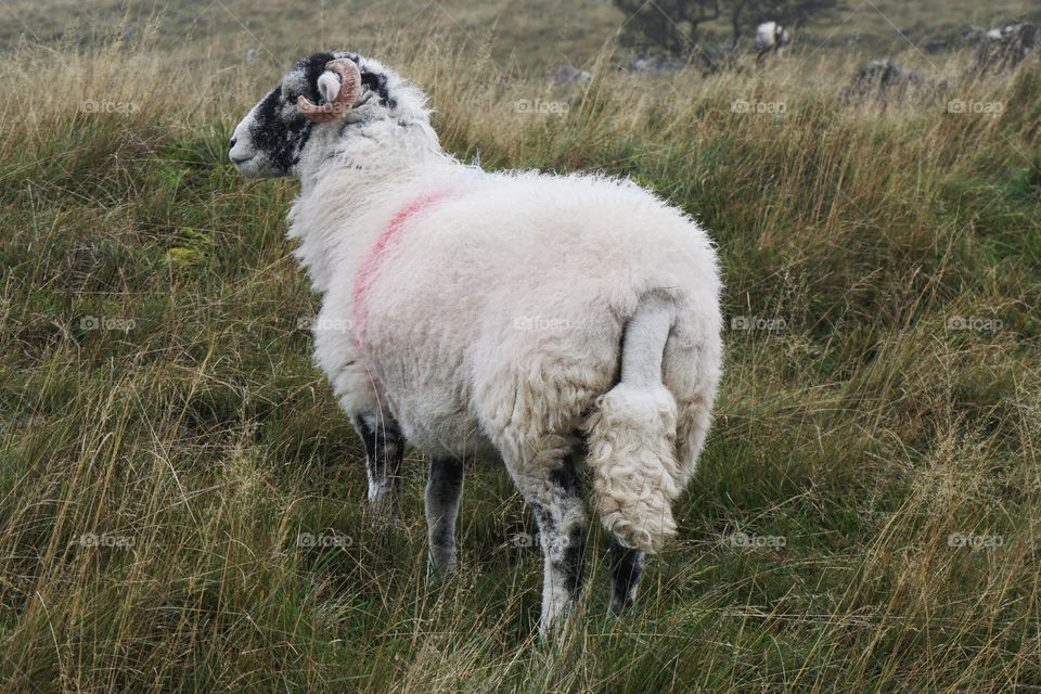 Yorkshire Ram