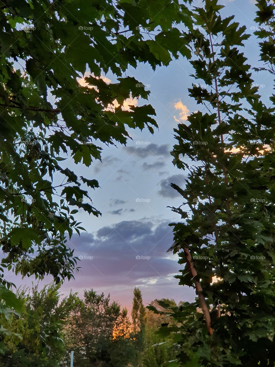 evening sky framed by summer trees