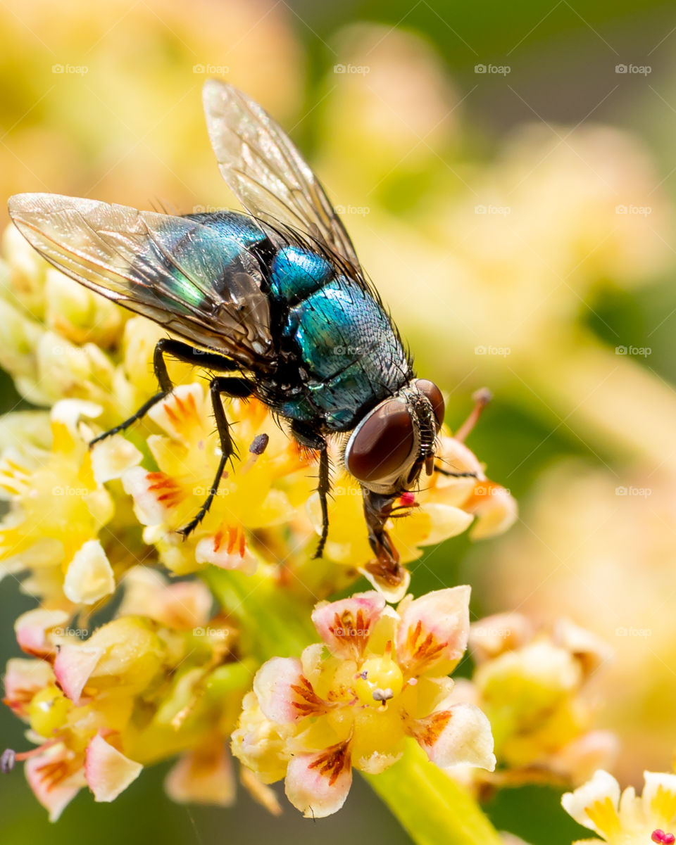 Pollination